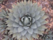 agave S180