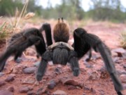 banner spider 180 banner spider 180