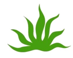 cropped logo agave
